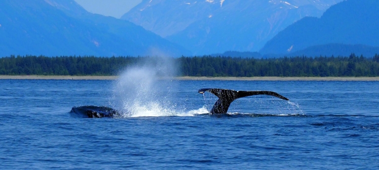 Whale & Marine Mammals Cruise